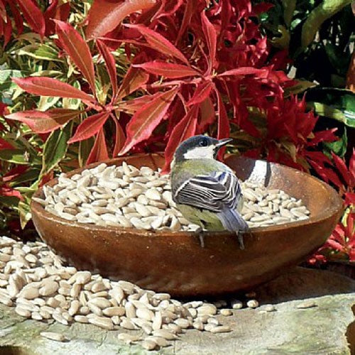 Image of a bird eating from a bowl of sunflowers