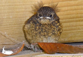Image of a fledgling robin in a shed