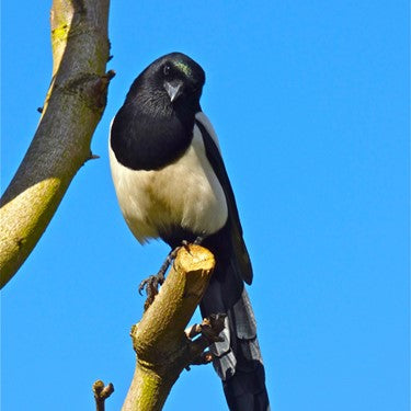 Image of a Magpie on a branch in the sunshine