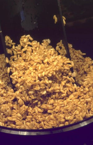 Photo of cooked groats in a black bucket