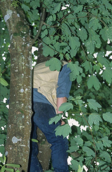 Photo of Ken Townley up a tree covered in branches and leaves