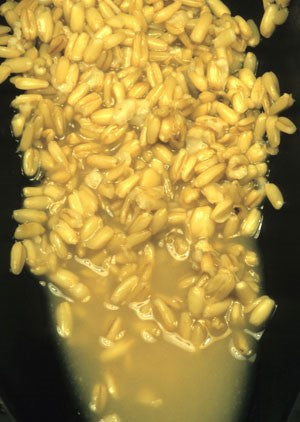 Image of soaked groats