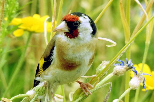 Goldfinch bird