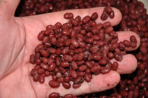 Image of soaked adzuki beans in the palm of someones hand