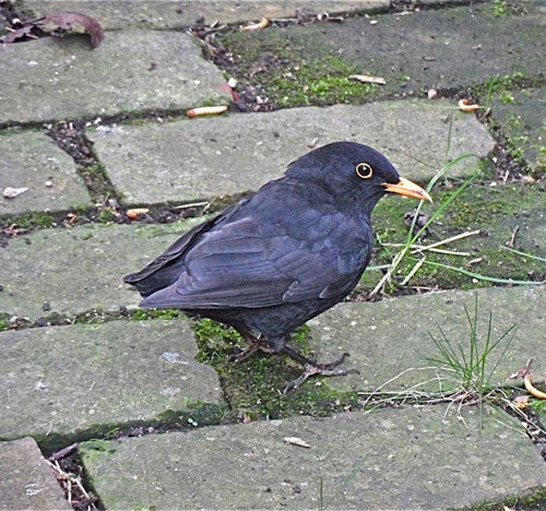 Image of a blackbird with no tail