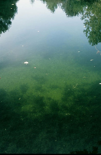 Photo of a clear lake with overhanging branches