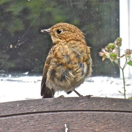 Image of a young robin