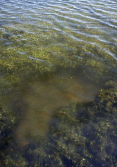 Image of a part of a lake that has a gap in the weed due to carp feeding in that spot