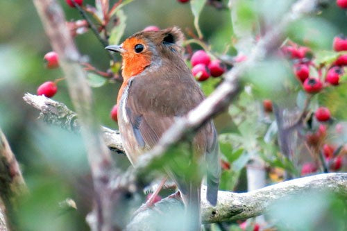 Robin bird