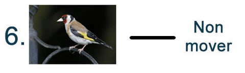 Image of a Goldfinch
