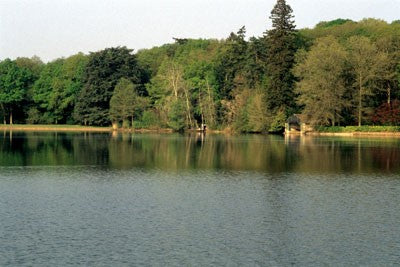 Image of a lake in the summer showing a row of large trees at the lakeside