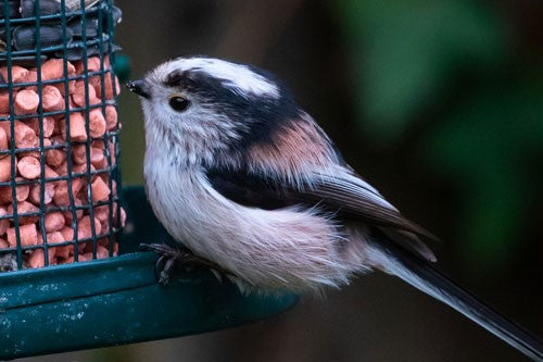 The Long tailed tit bird.