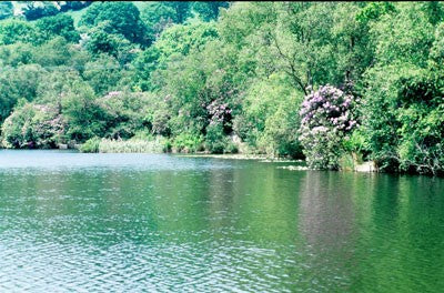 Image of a fishing lake with all green bushes at the back of it
