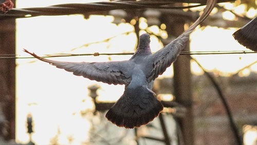 Pigeon flying.