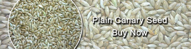 Plain canary seed