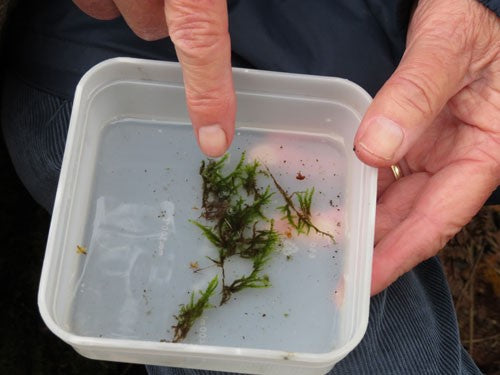 John pointing at moss