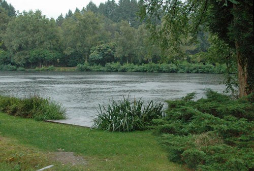 Thriving green waterbank, with still water.