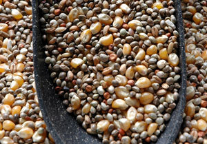 Red-Band-hempseed-and-mini-maize