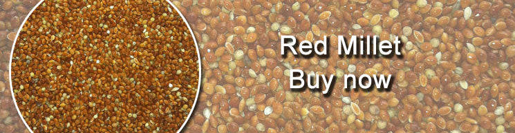 Red Millet