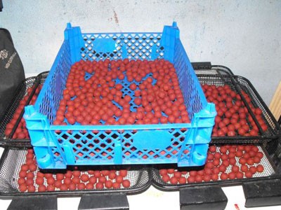 Blue crate filled with lots of round, red boilies.