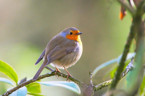 Robin