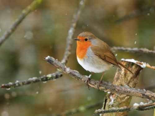 A robin with a bright orange chest, perched on a snow-covered branch.