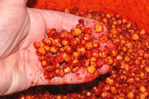 Hand holding maize covered in Robin Red.