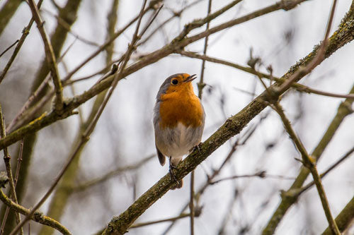 Robin