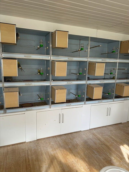 Rows of nest boxes for budgies.