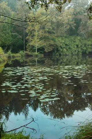 Lake covered with green lilypads.