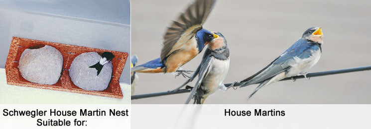 House Martin Nest Box