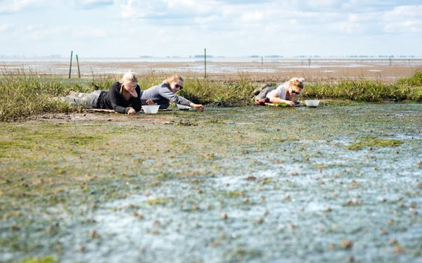 Group of people planting seagrass on the river Humber
