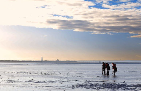 Seagrass planting in the river Humber