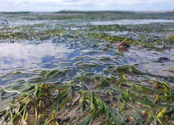 Growing seagrass in the tides of the river Humber