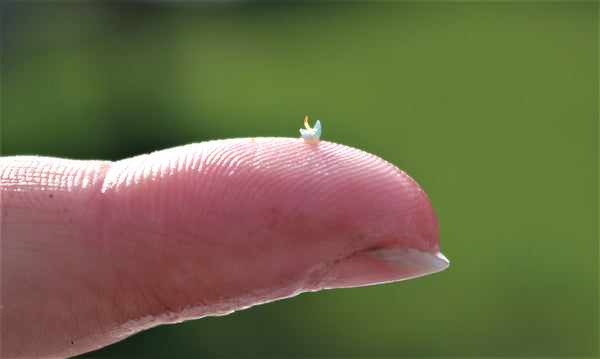 Tiny seagrass seed on fingertip.