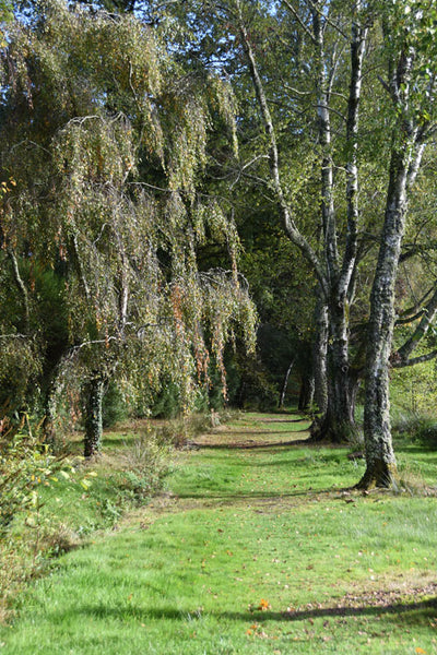 Silver-birch