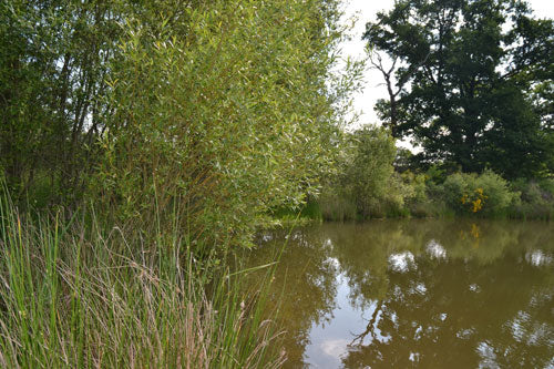 Fishing lake - never neglect the margins