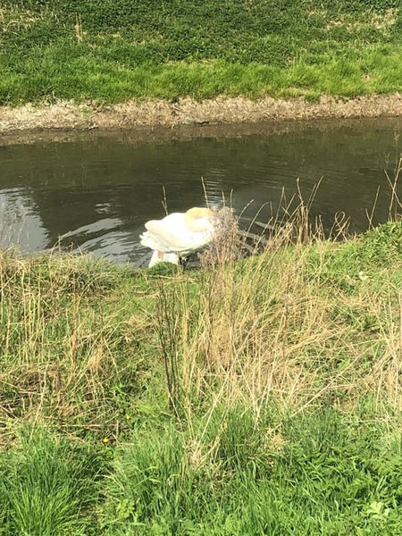 Swan in the water.