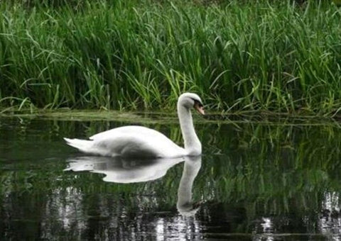A swan gliding along a lake with it's reflection in the water.