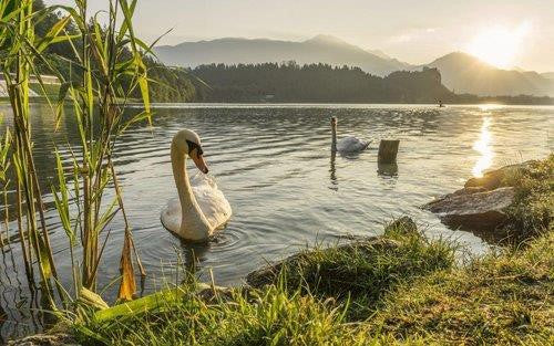 Two swans on a still lake with mountains behind them.