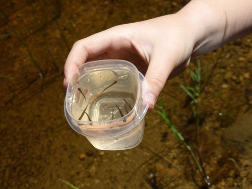 A hand holding a see-through pot filled with water and tadpoles.