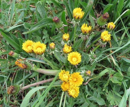 Group of bright yellow tansy flowers among grass.