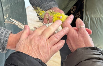 Chris holding two budgies and the team gently stroking their heads.