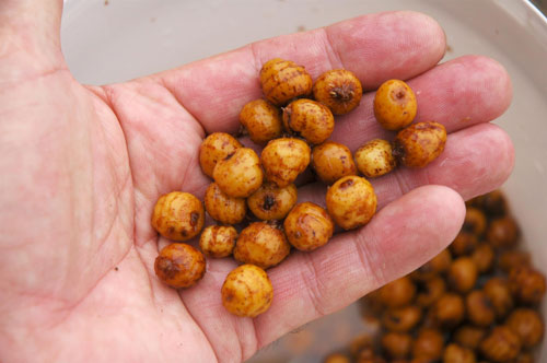 Tiger-nuts-are-introduced-with-a-mini-spod
