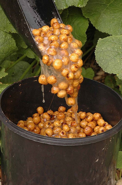 Brown-yellow tiger nut fishing bait in a black bucket.