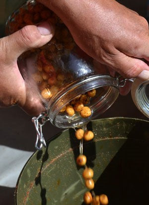 Tiger nuts being poured into a green bucket.