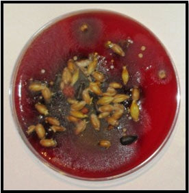 Unclean seed on an agar plate