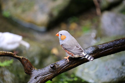 Zebra-finch-on-branch