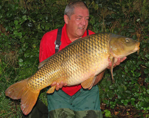 a-beautiful-common-carp