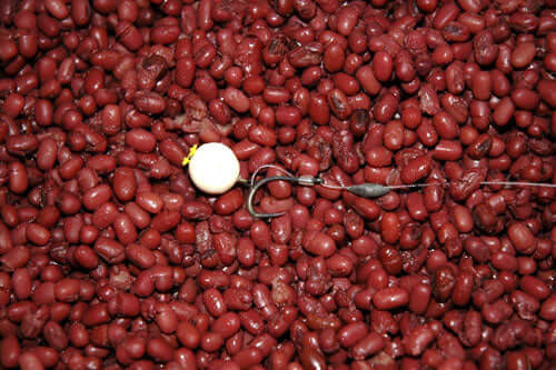 adzuki-beans-an-ideal-bait-for-wary-carp